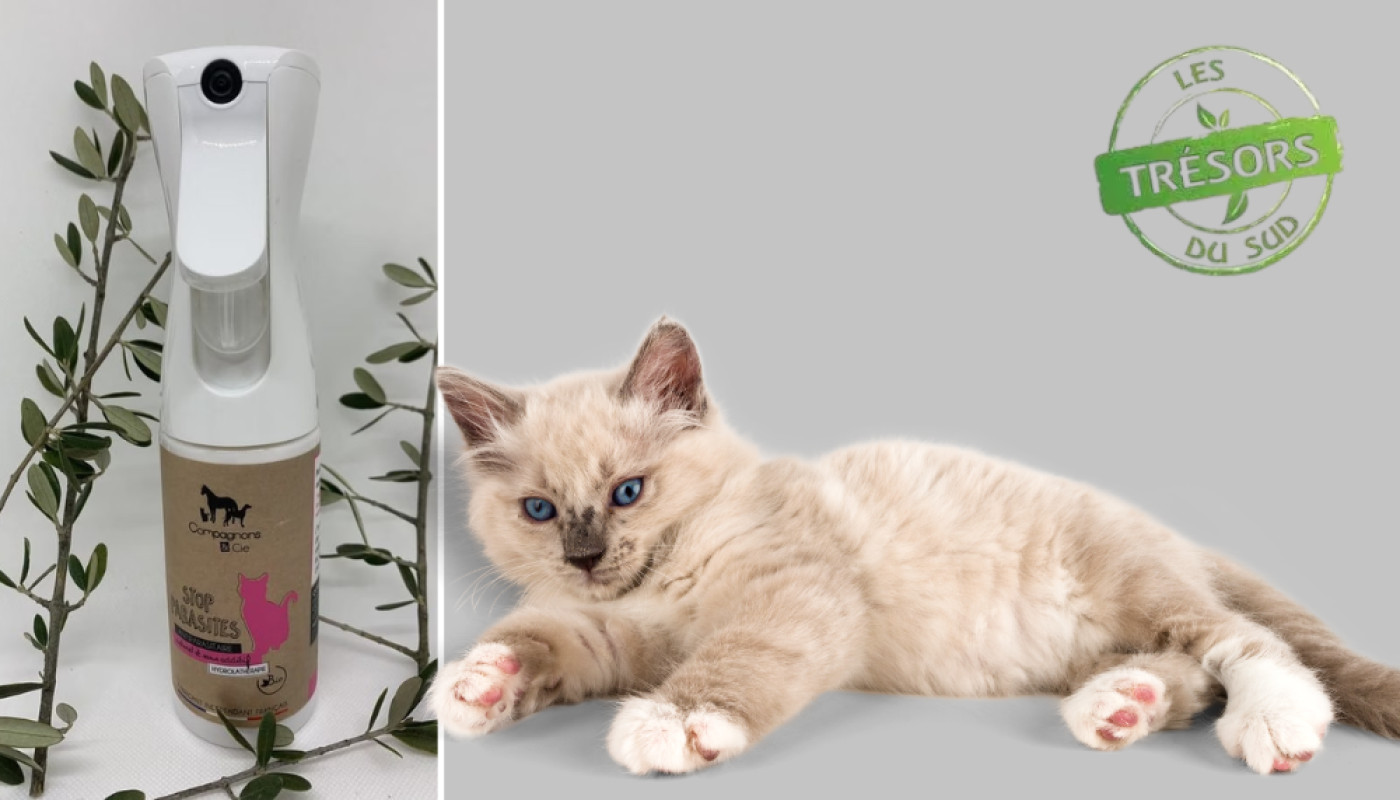 Anti-puces naturel pour chat : essayez celui aux huiles essentielles !