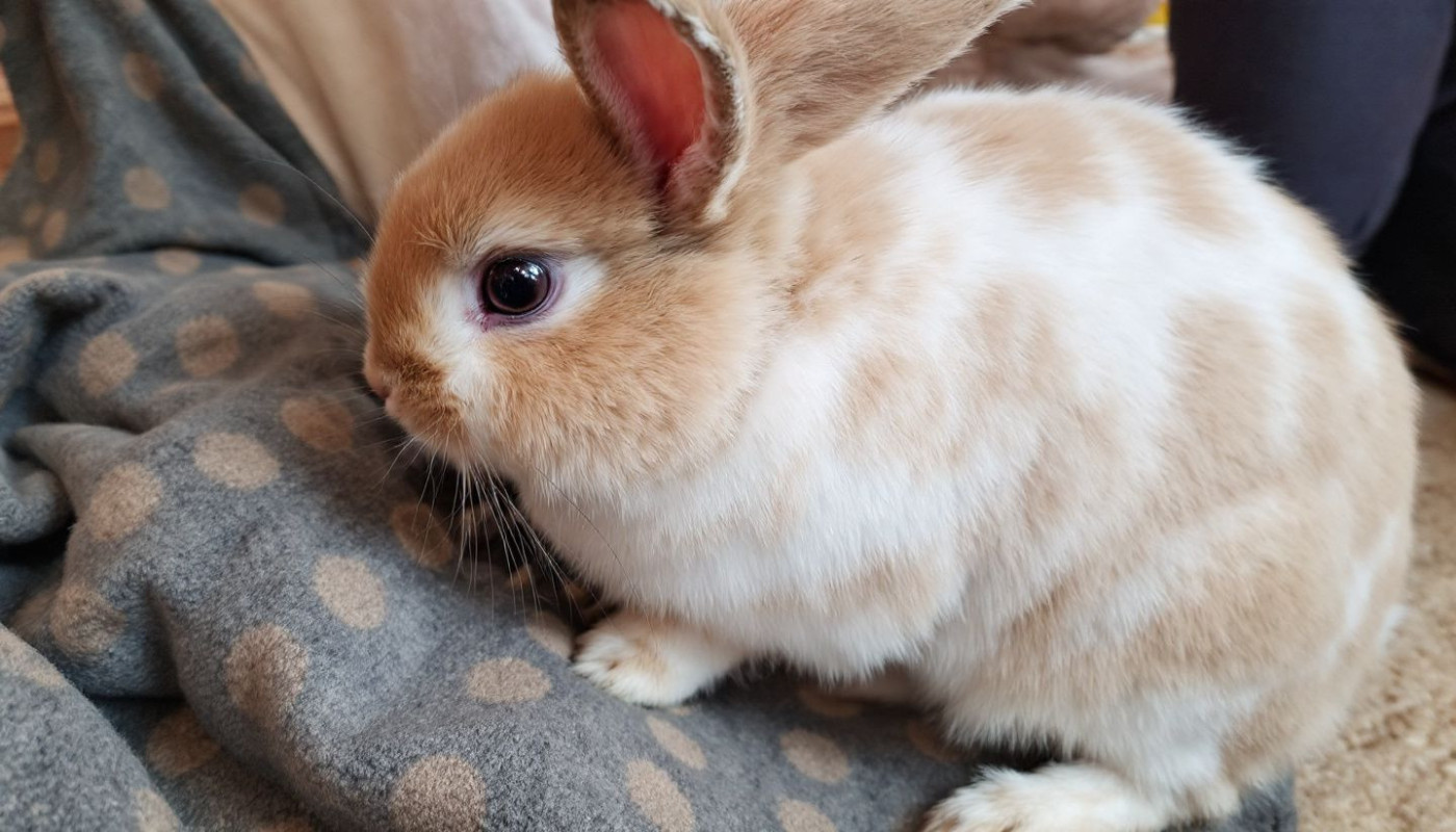 Comment prévenir les problèmes digestifs chez le lapin nain ?